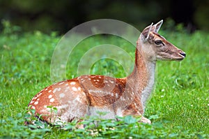 White-tail deer