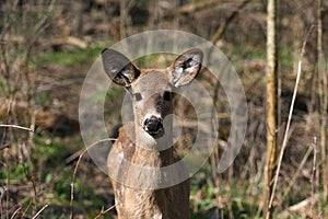 White-tail deer