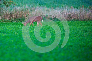 White tail deer adult male eating in a Wisconsin soybean field in September