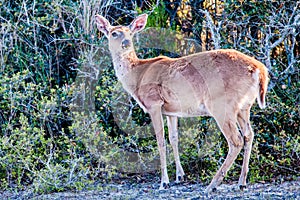 White tail deer bambi