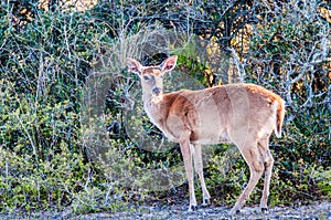 White tail deer bambi