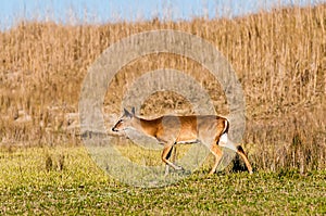 White tail deer bambi