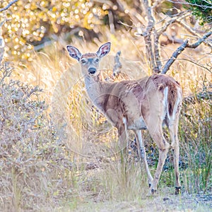 White tail deer bambi