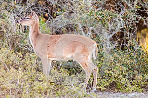 White tail deer bambi