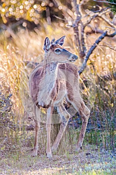 White tail deer bambi