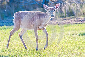 White tail deer bambi