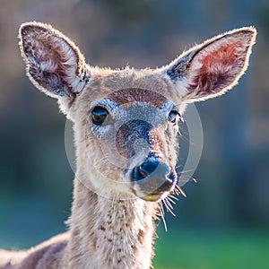 White tail deer bambi photo