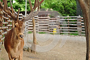 White Tail Deer Buck