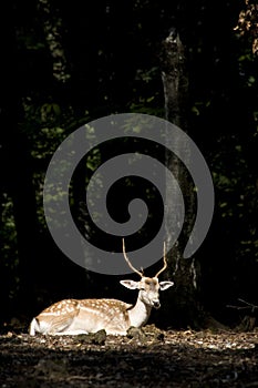 White Tail Deer Buck