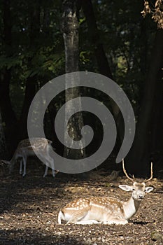 White Tail Deer Buck