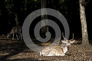 White Tail Deer Buck