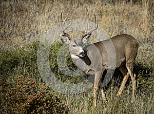 White tail deer buck