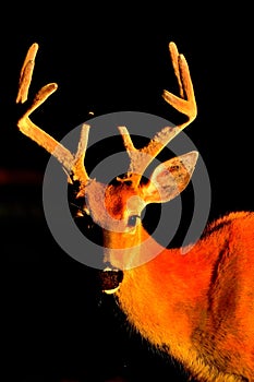 White Tail Deer- Buck, Bitterroot Mountains, Montana.