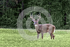 White Tail Deer Buck With Copy Space