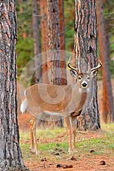 White Tail Deer-Buck, Montana. photo
