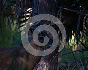 White Tail Deer Buck at the Riverbend Park