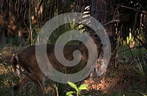 White Tail Deer Buck at the Riverbend Park