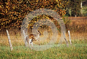 White Tail Deer Crashing Into Fence photo