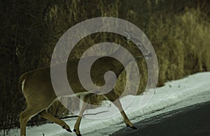 A White Tail Deer Crossing The Road