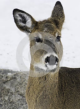 White tail deer doe