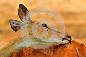 White Tail Deer-Doe, Bitterroot Mountains, Montana