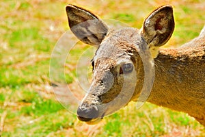 White Tail Deer-Doe, Bitterroot Mountains, Montana.