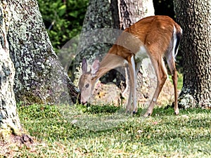 White tail deer doe with brown and white fur bent down eating and grazing in the green grass with trees in the background,