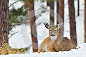 White Tail Deer-Doe, Montana.