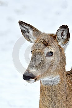 White Tail Deer-Doe, Montana.