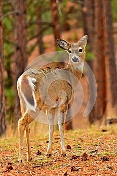 White Tail Deer-Doe, Montana.