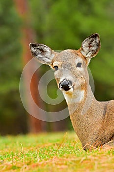 White Tail Deer-Doe, Montana.