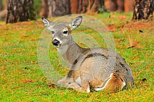 White Tail Deer-Doe, Montana.