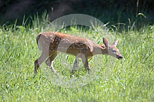 A White Tail Deer Fawn