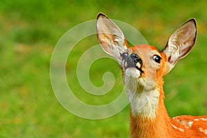 White Tail Deer, Fawn, Bitterroot Mountains, Montana.