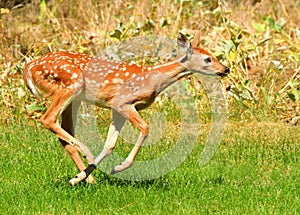 White Tail Deer, Fawn, Bitterroot Mountains, Montana.