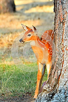 White Tail Deer, Fawn, Bitterroot Mountains, Montana.