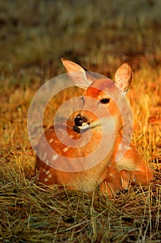 White Tail Deer-Fawn, Bitterroot Mountains, Montana.