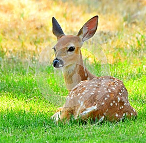 White Tail Deer-Fawn, Montana.