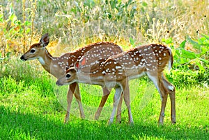 White Tail Deer, Fawns, Bitterroot Mountains, Montana.