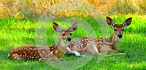 White Tail Deer, Fawns, Bitterroot Mountains, Montana.