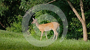 White tail deer, female, standing in grass at edge of wooded area, staring into the distance