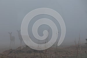 White-tail Deer in the fog