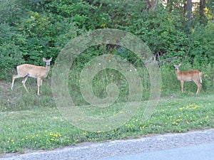White-tailed deer 2 Odocoileus virginianus photo