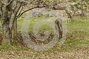 White tail deer grazing in grass.