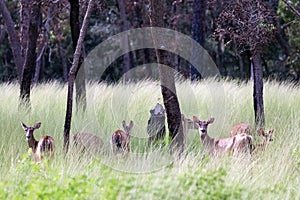 White Tail Deer Grazing in a meadow
