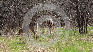 White tail deer grazing in the wild