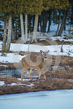 White tail deer looking at the camera by cedar trees in winter s