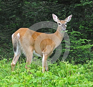 White-tail deer munching leaves photo
