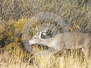 White tail deer (Odocoileus virginianus), Big Bend National Park, TX