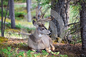 White Tail Deer Resting photo